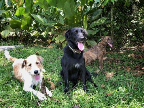 coral_tree_lodge_dogs