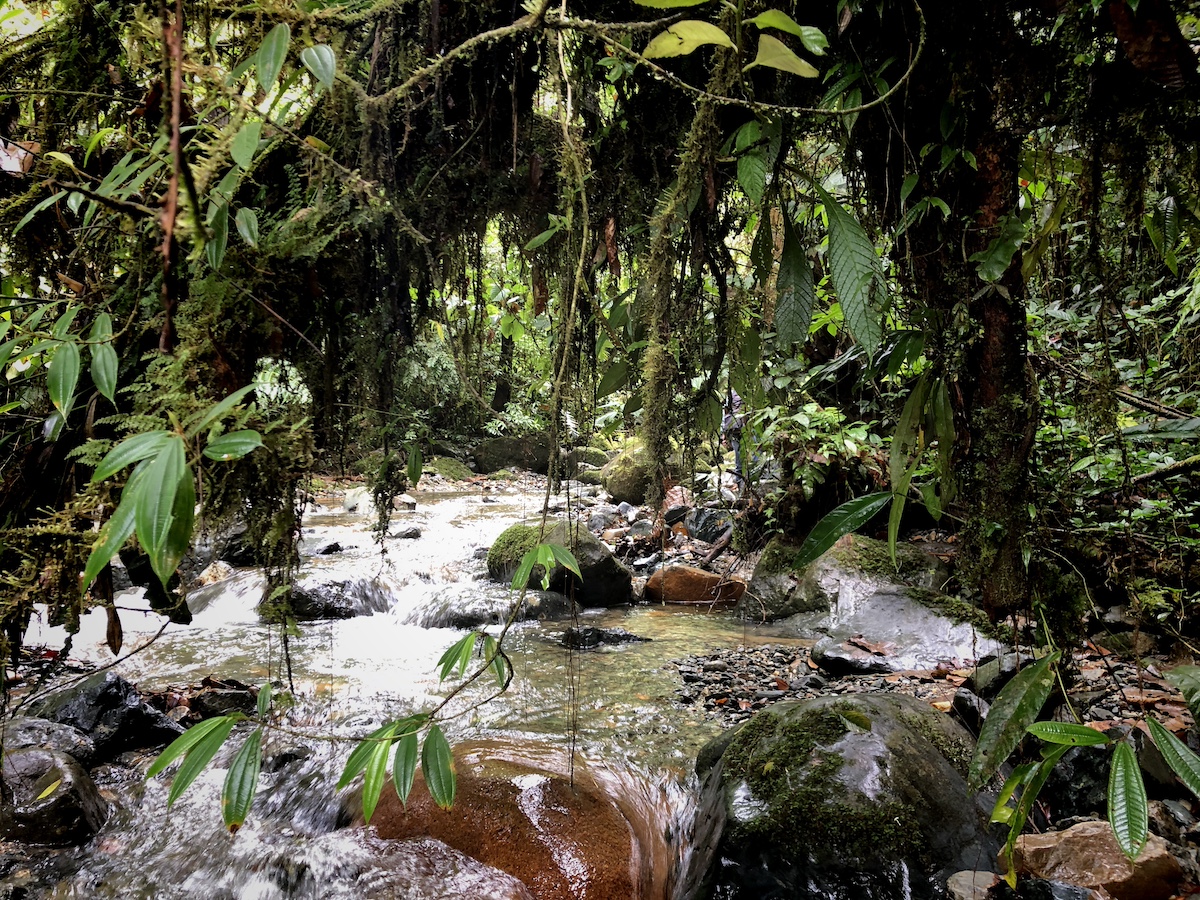 Ferienwohnung Regenwald Ecuador